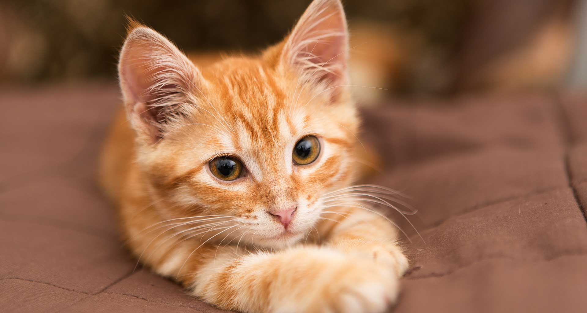 Cat Boarding